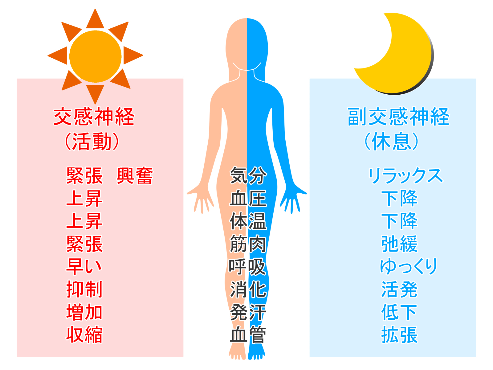 交感神経と副交感神経の働きの比較イラスト